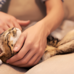 How to massage cats comfortably and relax