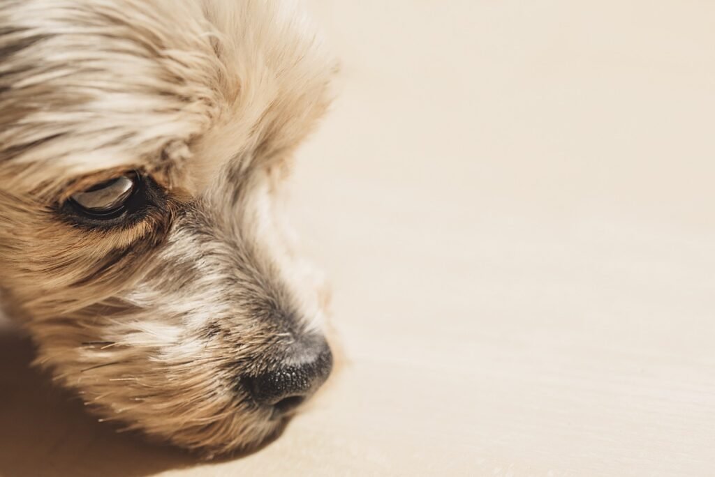 Cataracts in dogs and what are its symptoms?