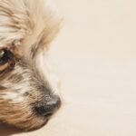 Cataracts in dogs and what are its symptoms?