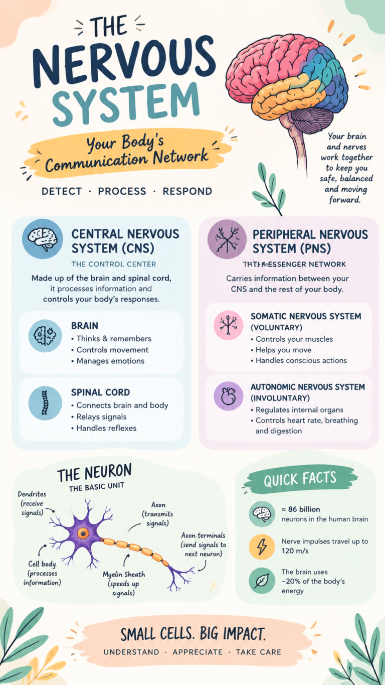 The Nervous System Flow Chart Easy Study Guide for Brain, Neurons  Body Functions